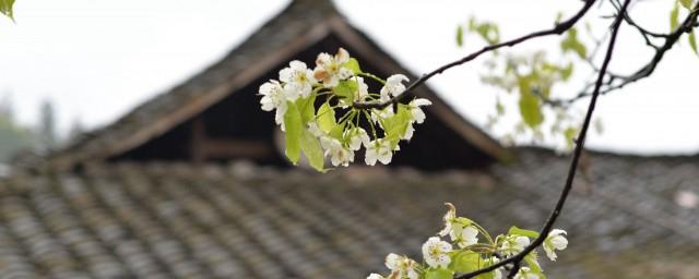 清明节插柳条纪念谁