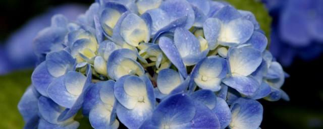 蓝色绣球花花语是什么