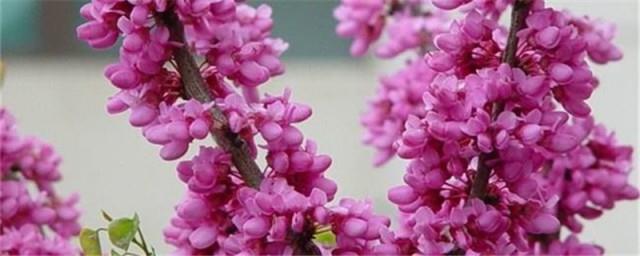 紫荆花的花语是什么