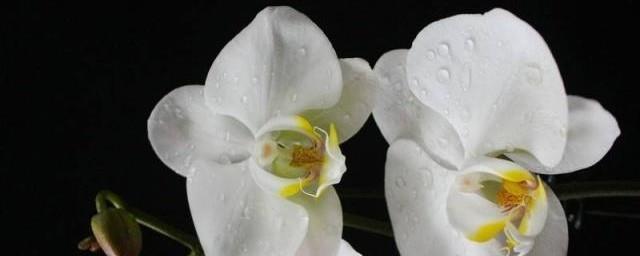 白色蝴蝶兰花语是什么