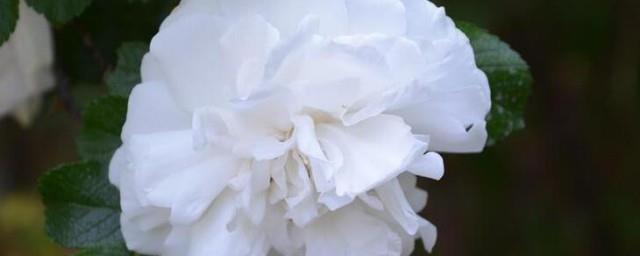 9朵白玫瑰的花语是什么