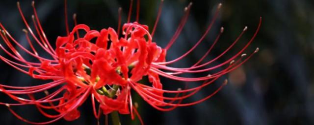 红色彼岸花的花语