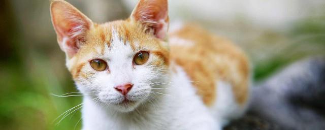 梦到小猫预示着什么