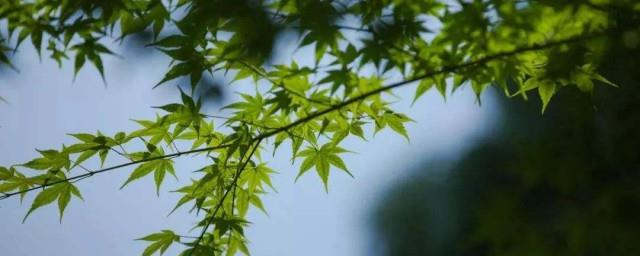 高秋吃西瓜风俗