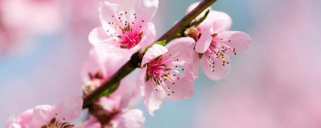 女人梦见桃花盛开