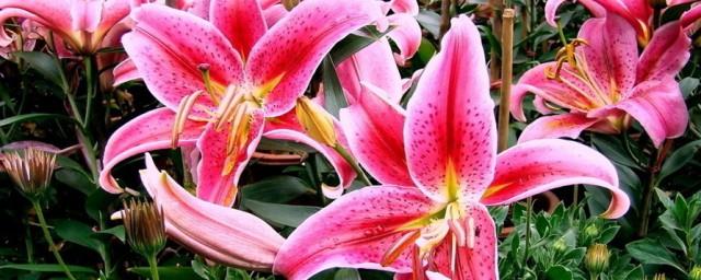 送一只百合花代表什么意思