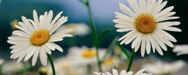 小菊花的寓意和象征