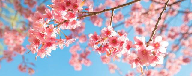 樱花起源于哪里