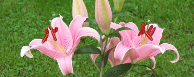送粉色百合花是什么意思