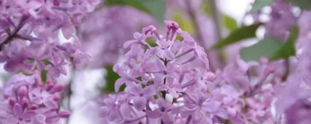 玉丁香的花语