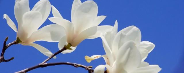 白玉兰花语是什么