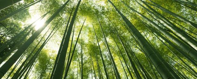 岁寒三友松竹梅中竹具有什么品质