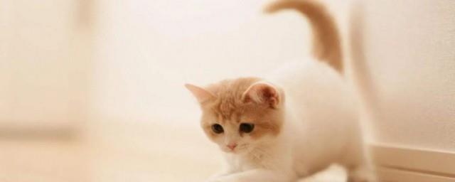 猫的象征意义是什么