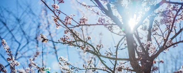 梅花魂中的梅花象征着什么