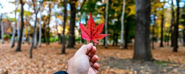 请问枫叶的象征意义是什么