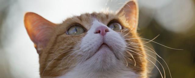 梦见一只小猫什么预兆