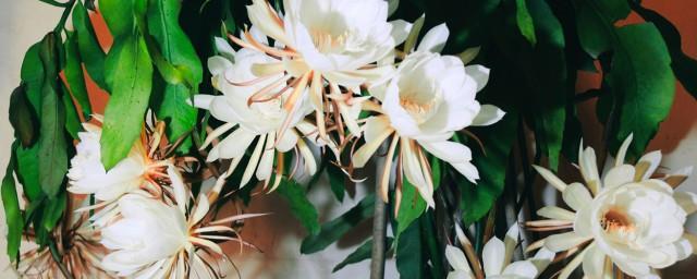 昙花的象征意义