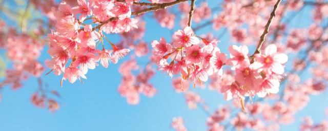 樱花的象征意义是什么