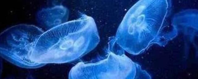 水母象征意义