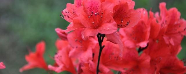 杜鹃花象征什么意义