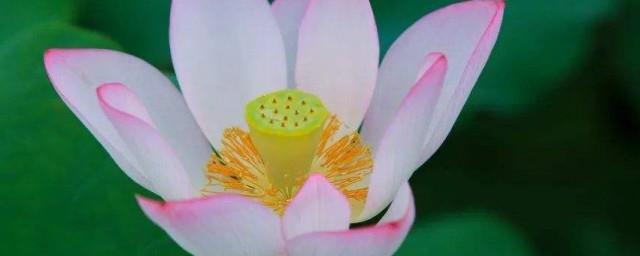 莲花代表什么象征意义
