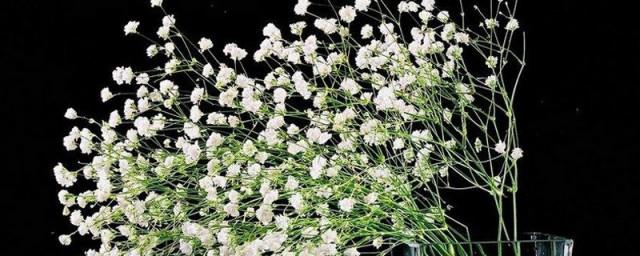 满天星的花语是什么吗
