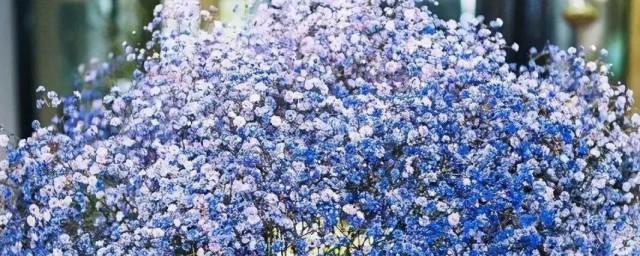你知道满天星的花语是什么吗