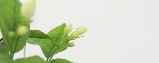 送人茉莉花代表什么意思