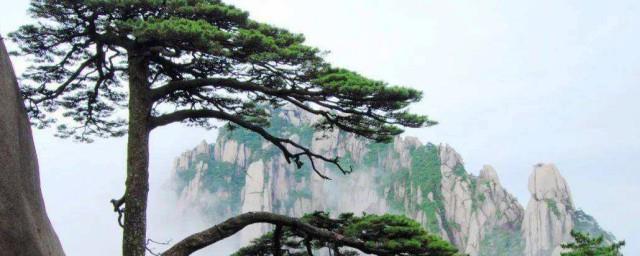 迎客松的寓意和象征
