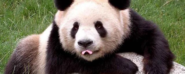 熊猫作为吉祥物的寓意和象征