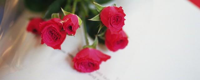 送玫瑰花送几朵分别代表什么含义