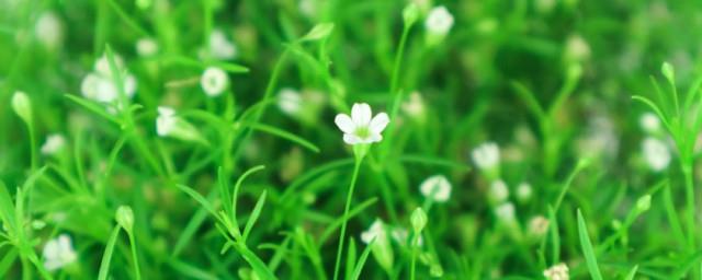 送别人满天星是什么意思