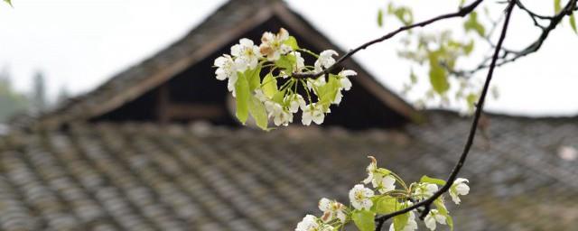 有关清明节习俗的古诗